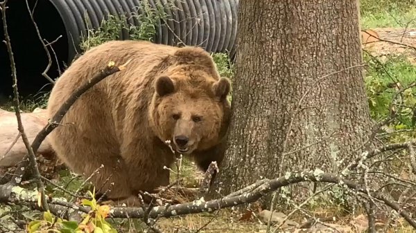 老虎和棕熊谁厉害