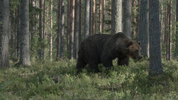 老虎和棕熊谁厉害