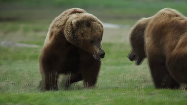老虎和棕熊谁厉害