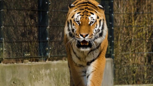 老虎和棕熊谁厉害