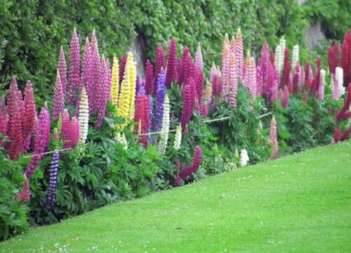 鲁冰花是多年生还是一年生的