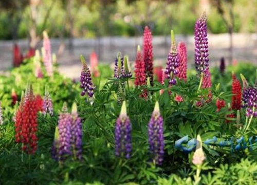 鲁冰花是多年生还是一年生的