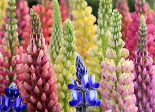 鲁冰花是多年生还是一年生的