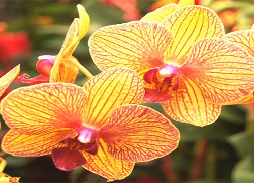 如何延长蝴蝶兰花期