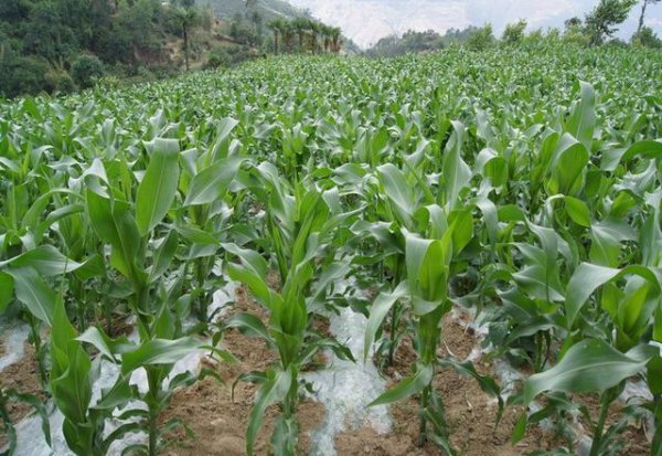 玉米喷施尿素的正确方法