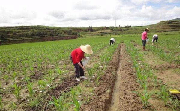 玉米喷施尿素的正确方法