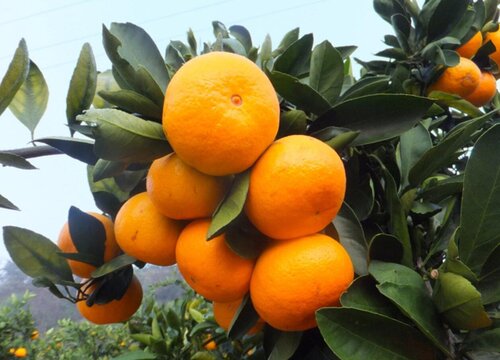 家中种植的金钱橘如何才能养殖好