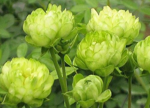 闪电月季是藤本还是灌木