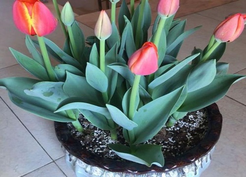 郁金香怎么繁殖