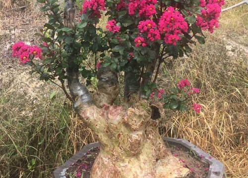 紫薇下山桩好养吗