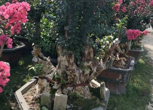 紫薇下山桩好养吗