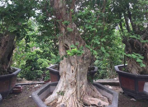 紫薇下山桩好养吗