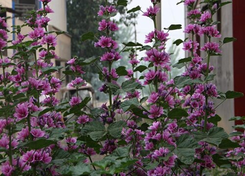 锦葵的花语是什么含义