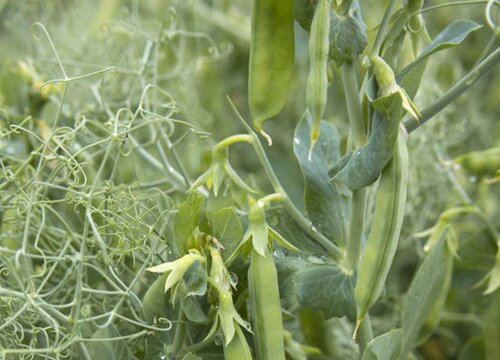 豌豆什么时候成熟