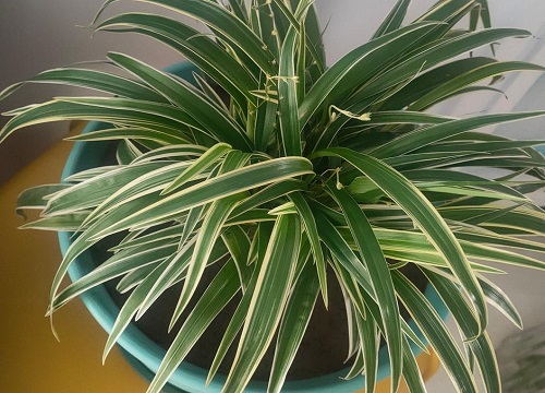 吊兰什么季节开花