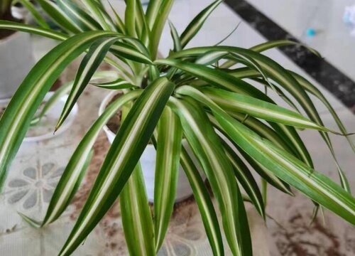 吊兰什么季节开花