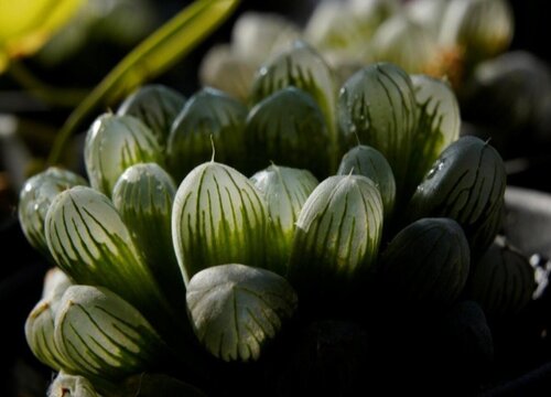 樱水晶开花是什么样子