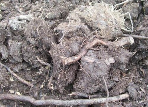 养花用的泥炭土是什么土壤