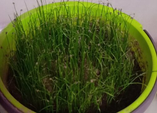 韭菜种子的种植方法和时间