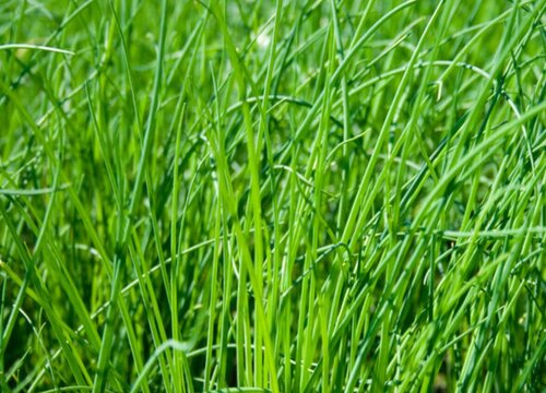 韭菜种子的种植方法和时间