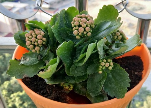 长寿花长太多花苞该怎么修剪