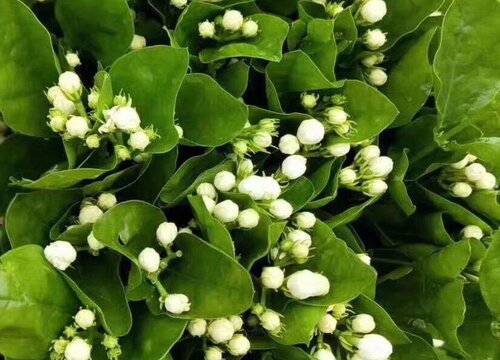 茉莉花茶叶的功效与作用