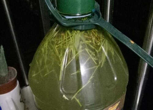 柳树皮有什么作用与功效