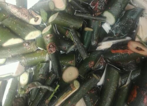 柳树皮有什么作用与功效