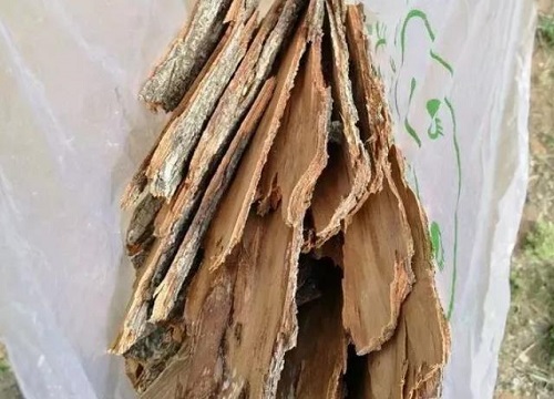 柳树皮有什么作用与功效
