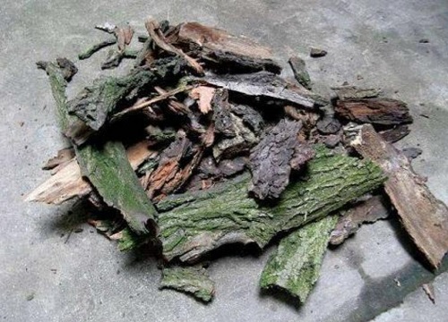 柳树皮有什么作用与功效