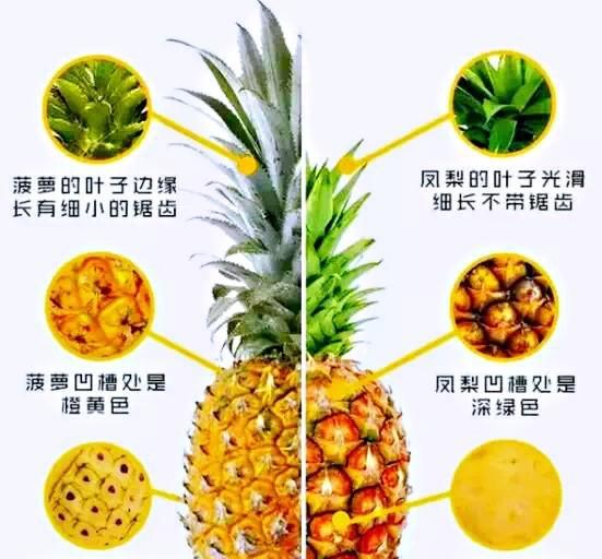 凤梨和菠萝有什么不一样的地方