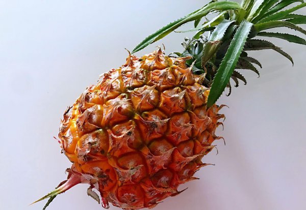 凤梨和菠萝有什么不一样的地方