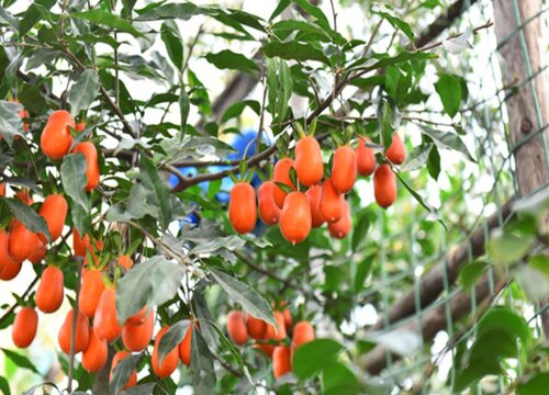 金弹子叶子一碰就掉