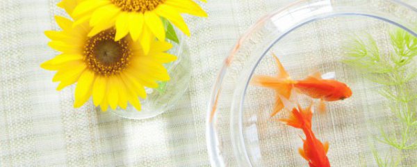 小鱼缸放卧室床尾可以吗