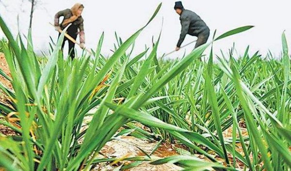 小麦年前旺长怎样控旺