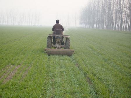 小麦年前旺长怎样控旺
