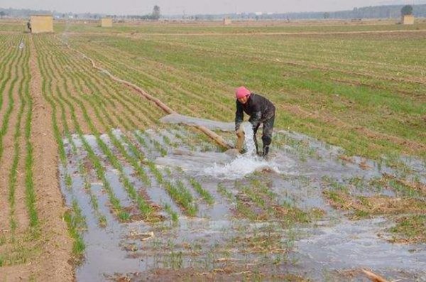 小麦年前旺长怎样控旺