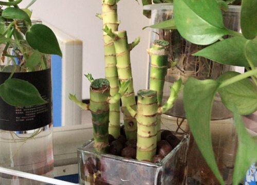 如何修剪富贵竹长出的全是粗芽