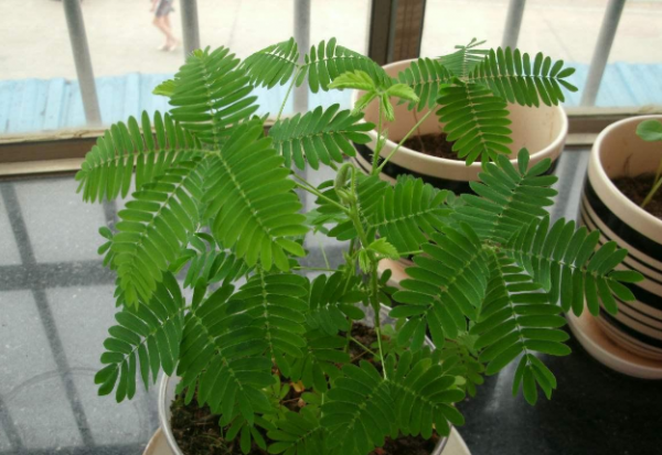 淘米水可以浇多肉吗