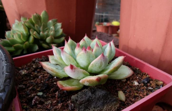 淘米水可以浇多肉吗