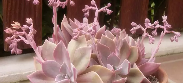 淘米水可以浇多肉吗