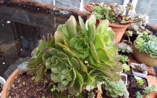 淘米水可以浇多肉吗