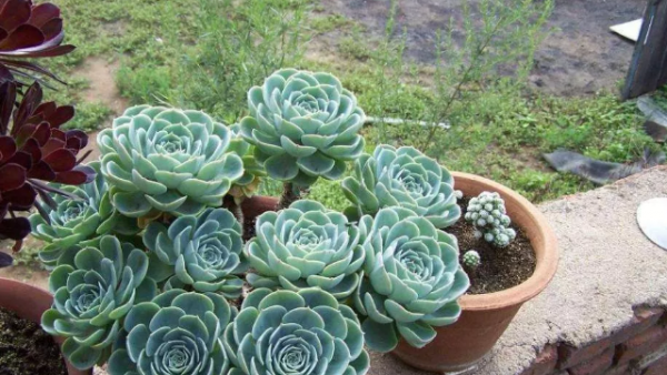 淘米水可以浇多肉吗