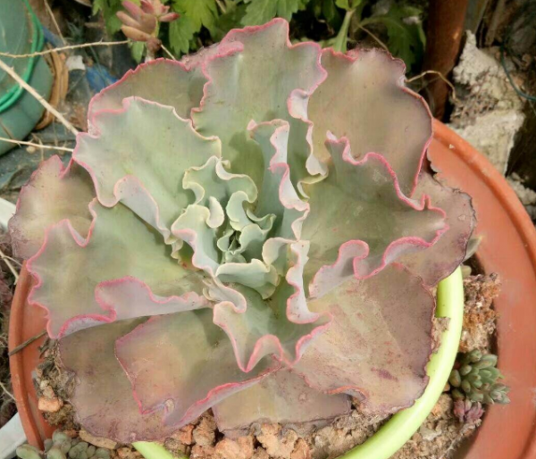 淘米水可以浇多肉吗