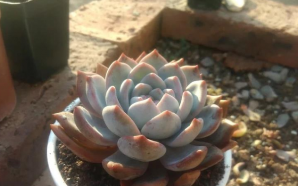 淘米水可以浇多肉吗