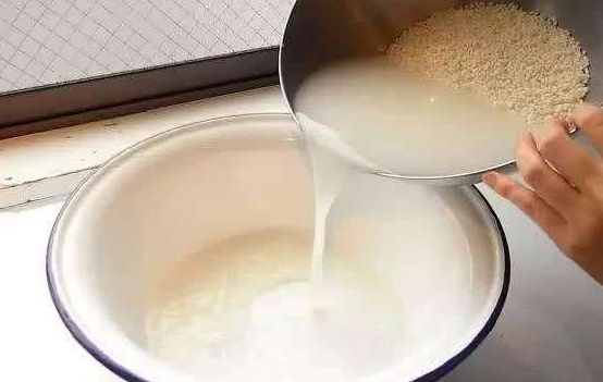 淘米水可以浇多肉吗