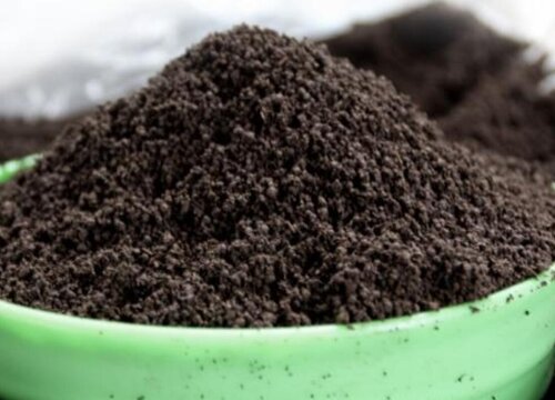 用什么植料养护文竹虎皮兰侧芽猛窜