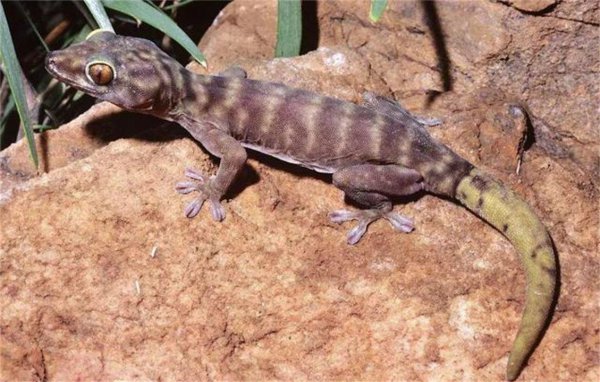 壁虎的尾巴为什么断了还能长出来