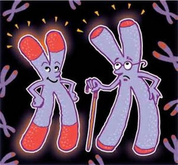 壁虎的尾巴为什么断了还能长出来