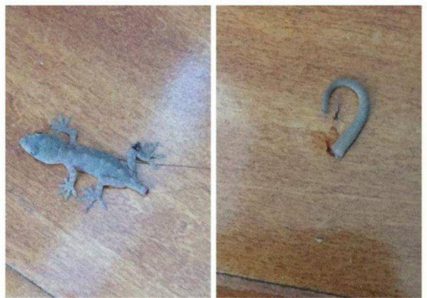 壁虎的尾巴为什么断了还能长出来